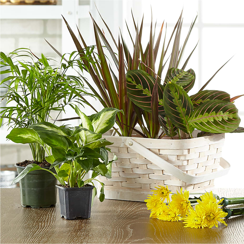 Florist Designed Blooming and Green Plants in a Basket – Fiesta, Las Cruces NM