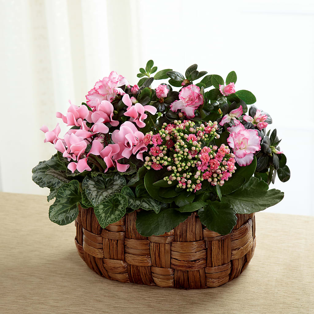 Pink Assortment – Fiesta, Las Cruces NM