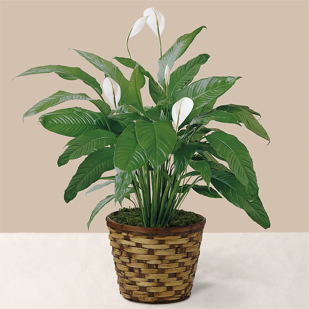Tranquil Moments Peace Lily Plant – Fiesta, Las Cruces NM