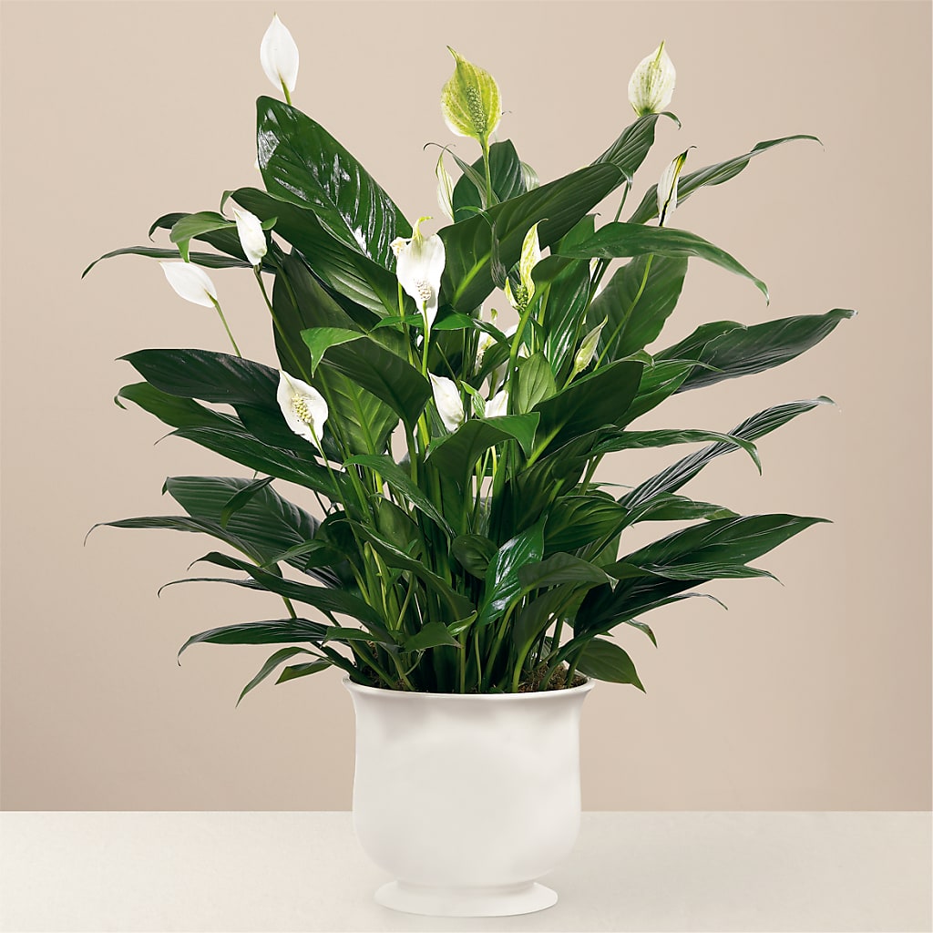 Comfort Planter – Fiesta, Las Cruces NM