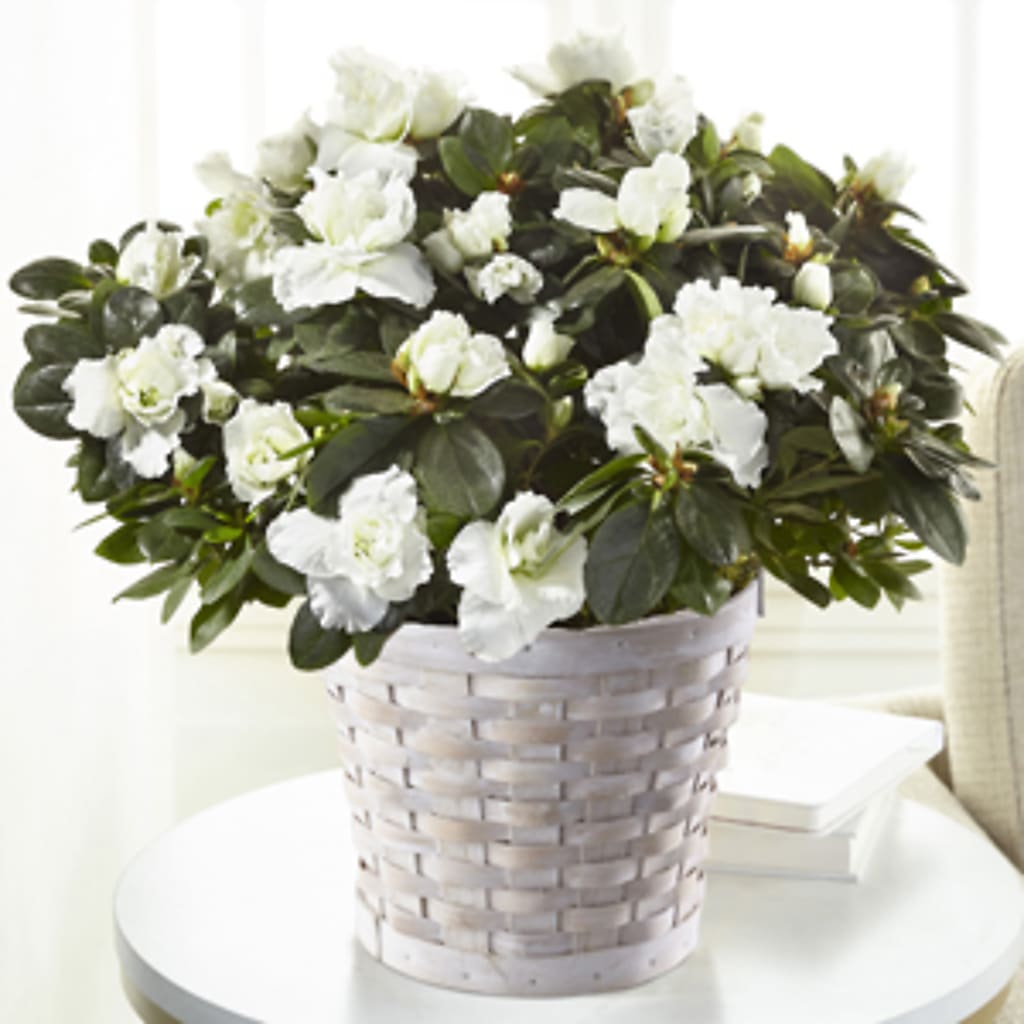 White Azalea Plant – Fiesta, Las Cruces NM