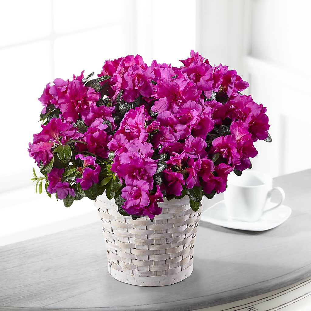 Hope & Serenity Azalea Plant – Fiesta, Las Cruces NM