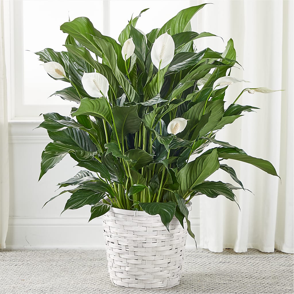 A New Leaf Peace Lily – Fiesta, Las Cruces NM