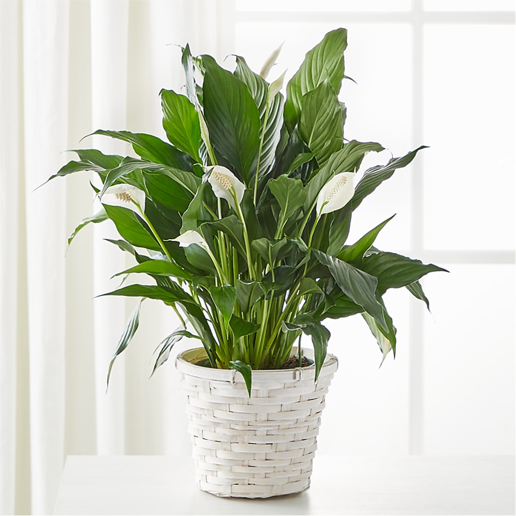 A New Leaf Peace Lily – Fiesta, Las Cruces NM