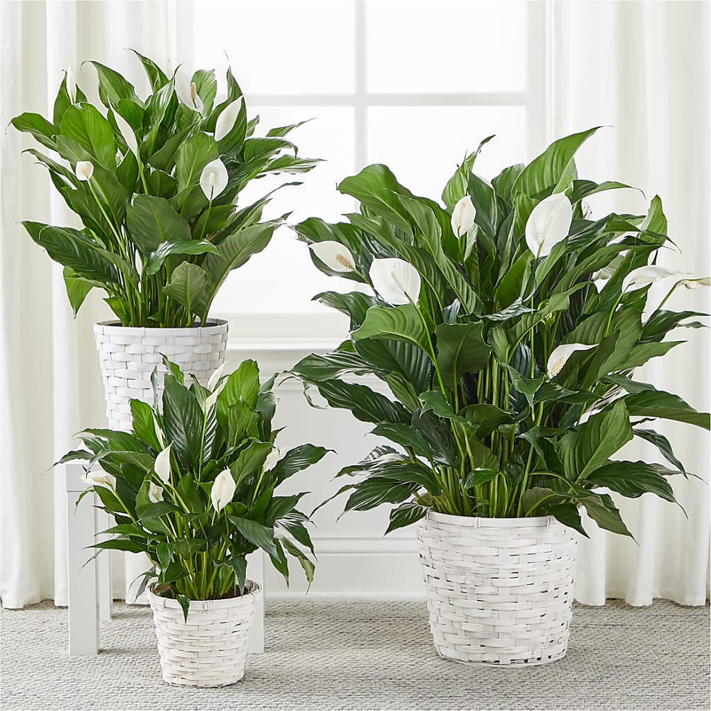 A New Leaf Peace Lily – Fiesta, Las Cruces NM