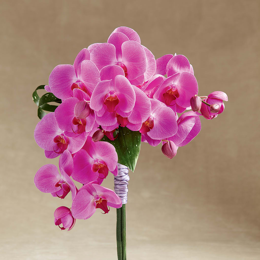 Glorious Bouquet – Fiesta, Las Cruces NM