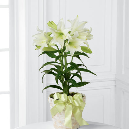 Easter Lily Plant –  Fiesta, Las Cruces NM