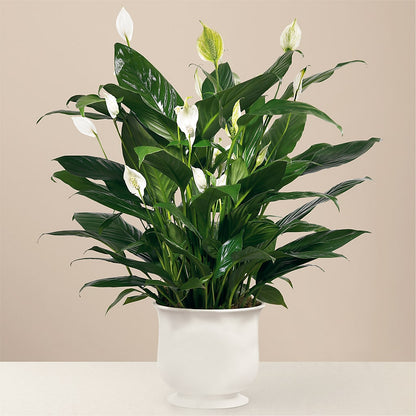 Comfort Planter –  Fiesta, Las Cruces NM