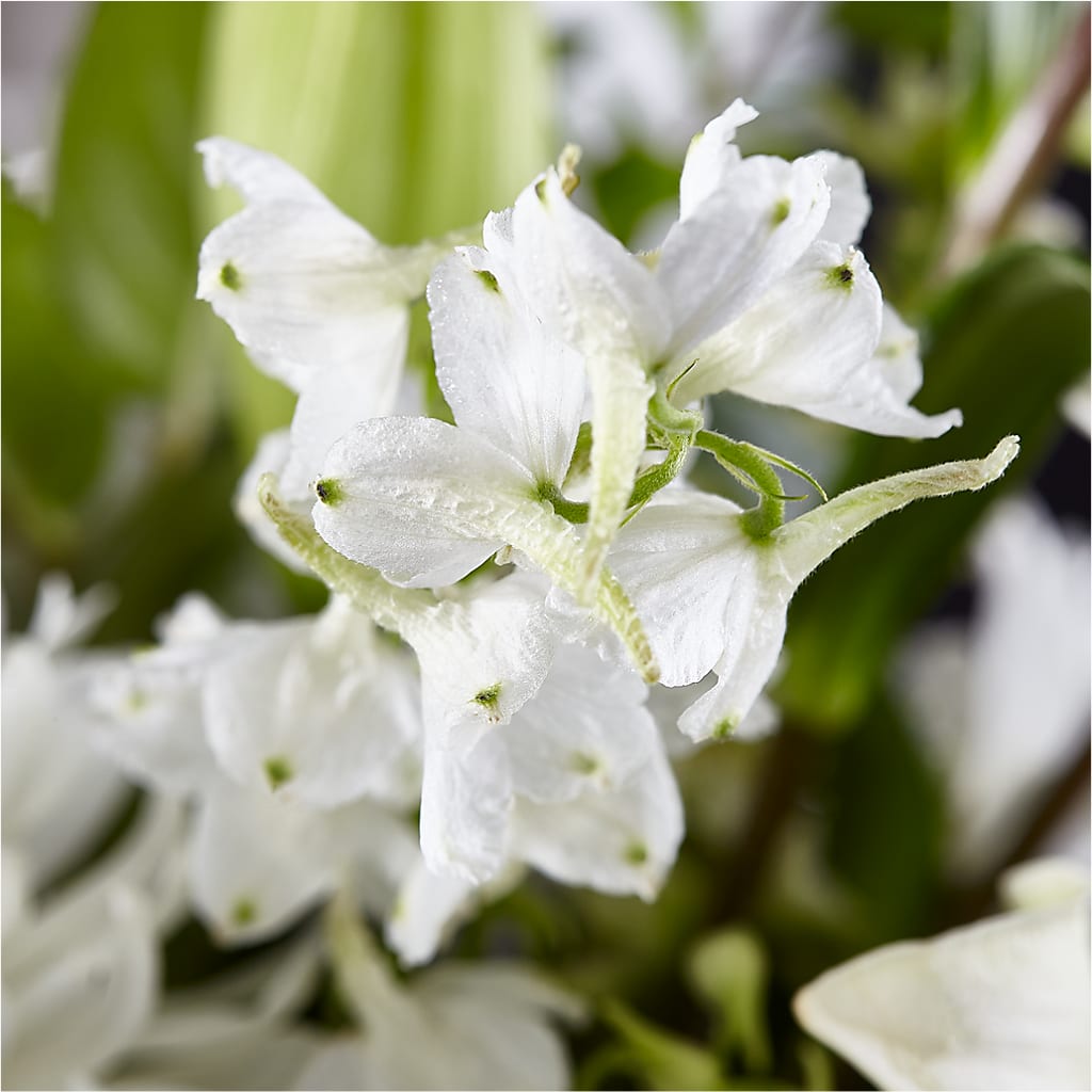 Classic Ivory – A Florist Original –  Fiesta, Las Cruces NM